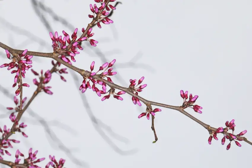 Eastern redbud spring flower buds on bare branches; Species shown, not an identified Alley Cat tree