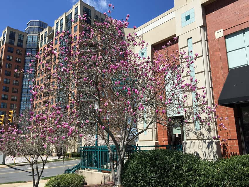 Ann magnolia with pink blossoms
