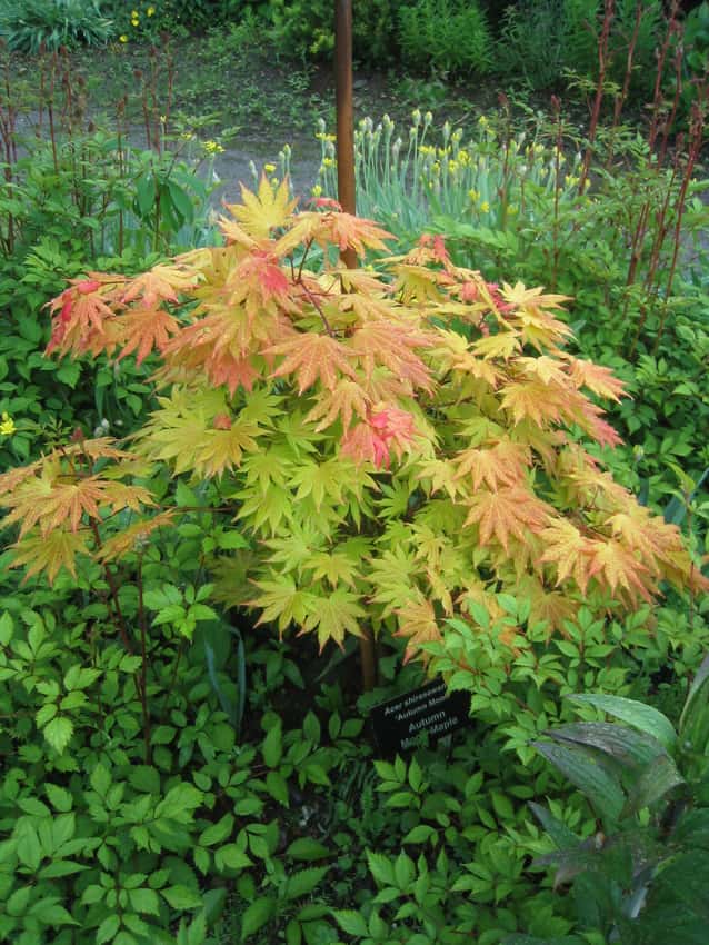 Autumn Moon full moon maple