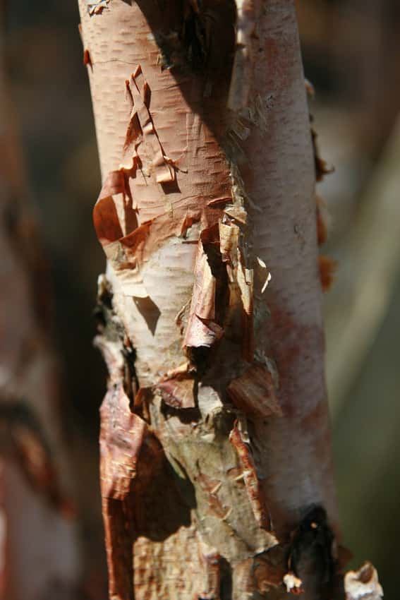 Close view of the peeling copper-colored bark of Heritage river birch.