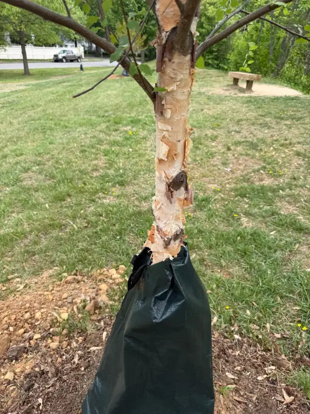 Peeling cream and cinnamon bark of a Dura Heat river birch.