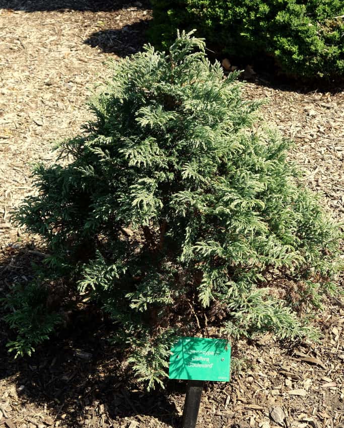 Chamaecyparis pisifera 'Boulevard'