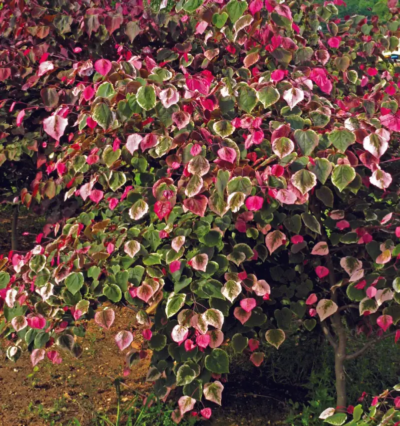 Carolina Sweetheart redbud with pink, white and green variegated heart-shaped leaves