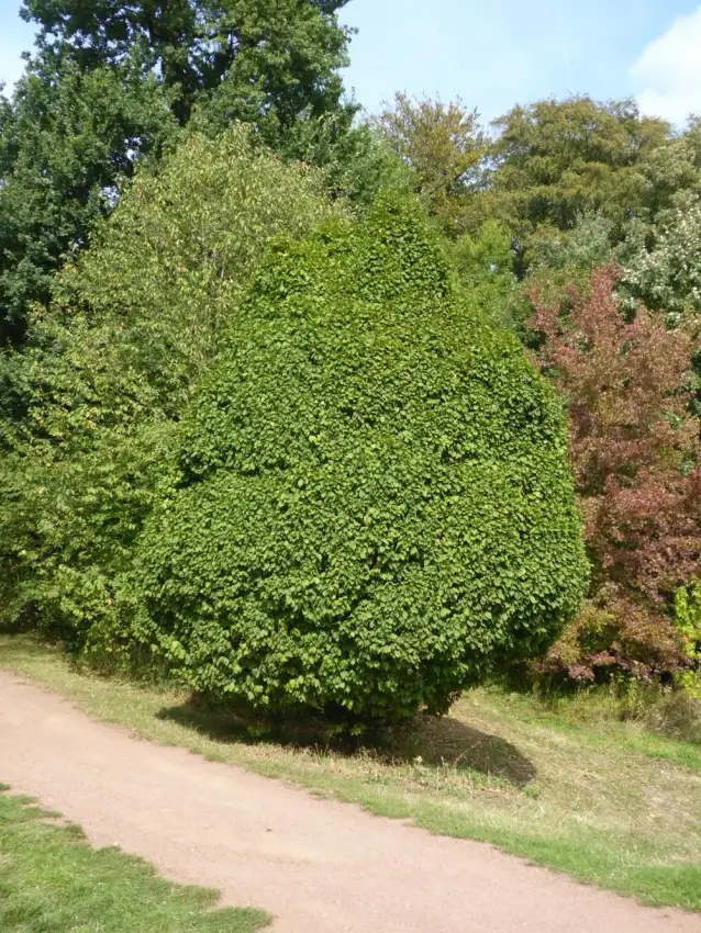 Columnaris Nana dwarf European hornbeam with a compact conical crown.