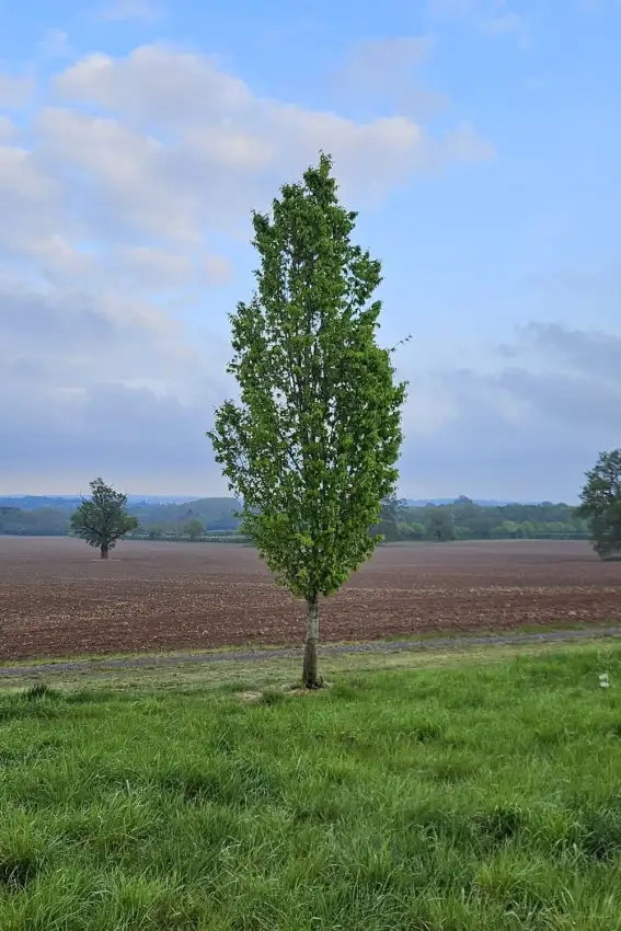 Carpinus betulus 'Frans Fontaine' in a private garden near Wolverhampton, UK. 1 May 2026. Image Tom Christian.