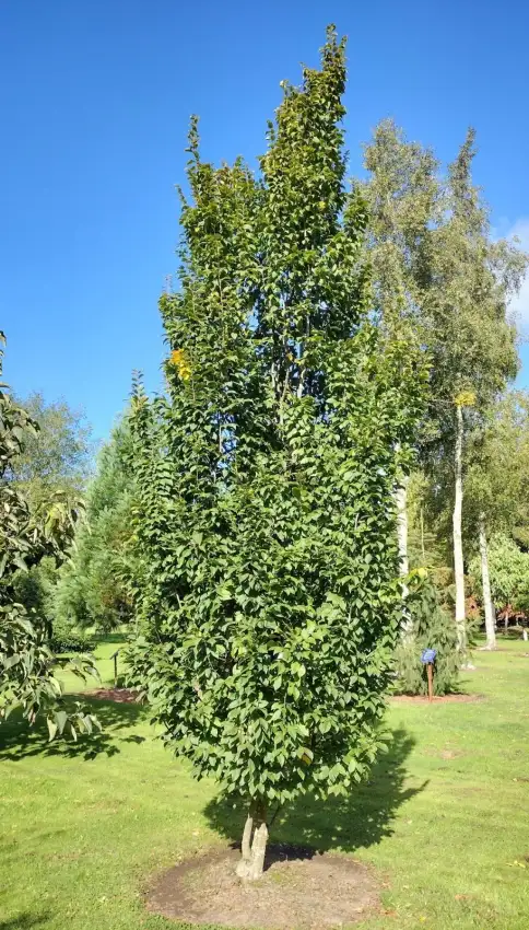 The excellent narrow column of Carpinus betulus 'Lucas'