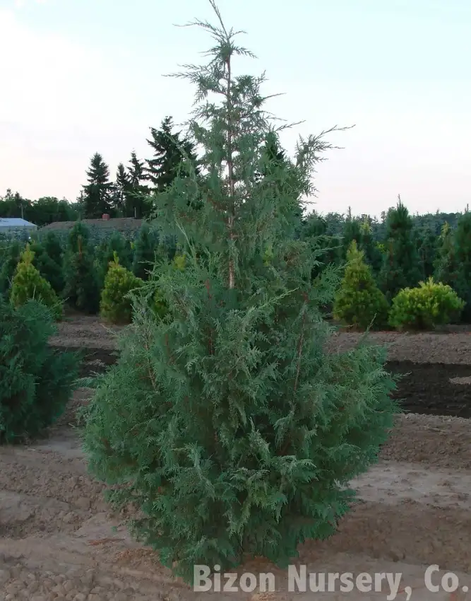 Blue Nootka cypress, Chamaecyparis nootkatensis 'Glauca'