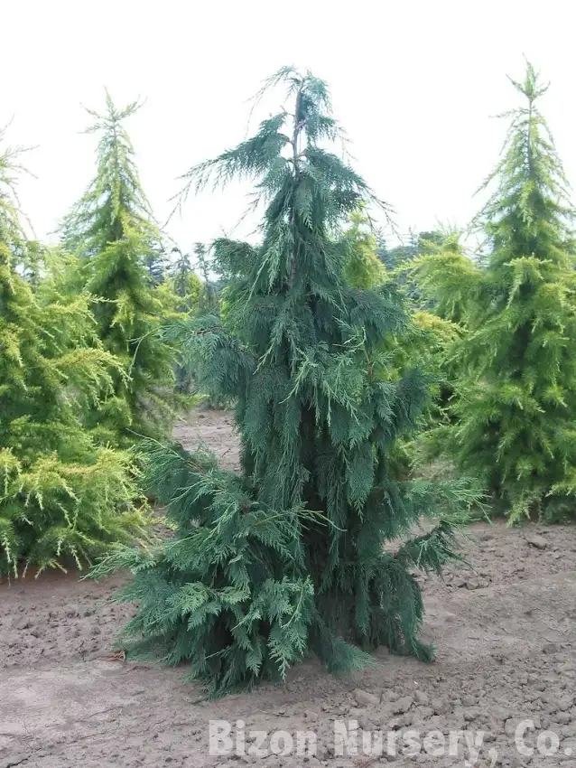 Weeping blue Nootka cypress, Chamaecyparis nootkatensis 'Glauca Pendula'
