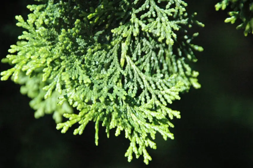 Chamaecyparis obtusa 'Compacta', Hinoki cypress foliage detail