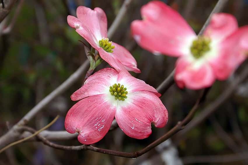 Pink spring bracts of Cherokee Chief flowering dogwood in close view.