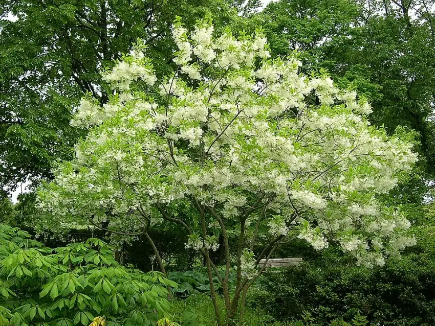 American fringetree in flower.