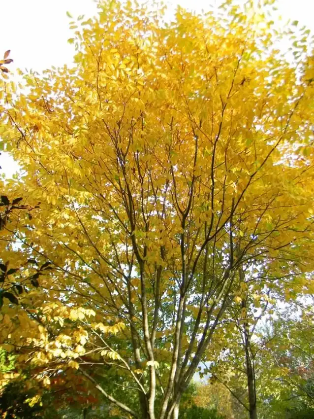 Form–Fall–Buncombe Co, NC