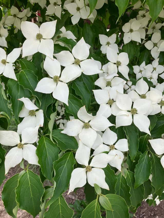 Numerous four-pointed white bracts of kousa dogwood among green leaves.