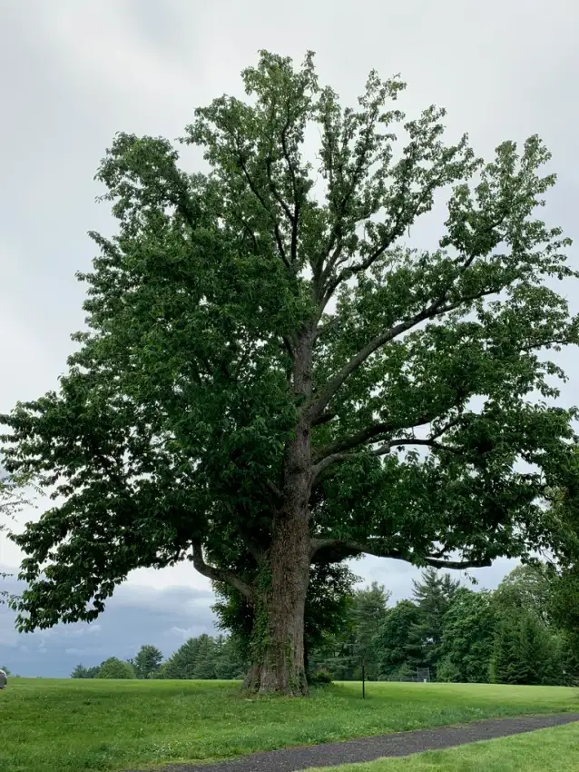 Cucumber magnolia