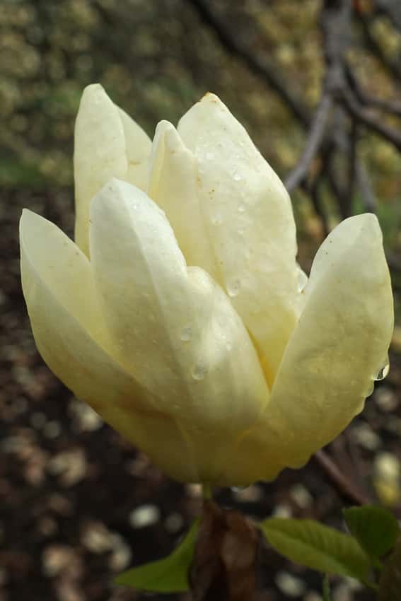Pale yellow Elizabeth magnolia flower
