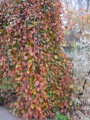 Purple weeping beech, Fagus sylvatica 'Purpurea Pendula'