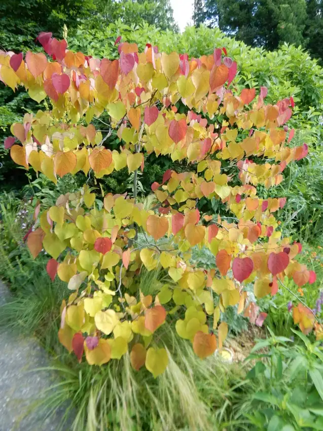 Flame Thrower redbud, Cercis canadensis 'NC2016-2'