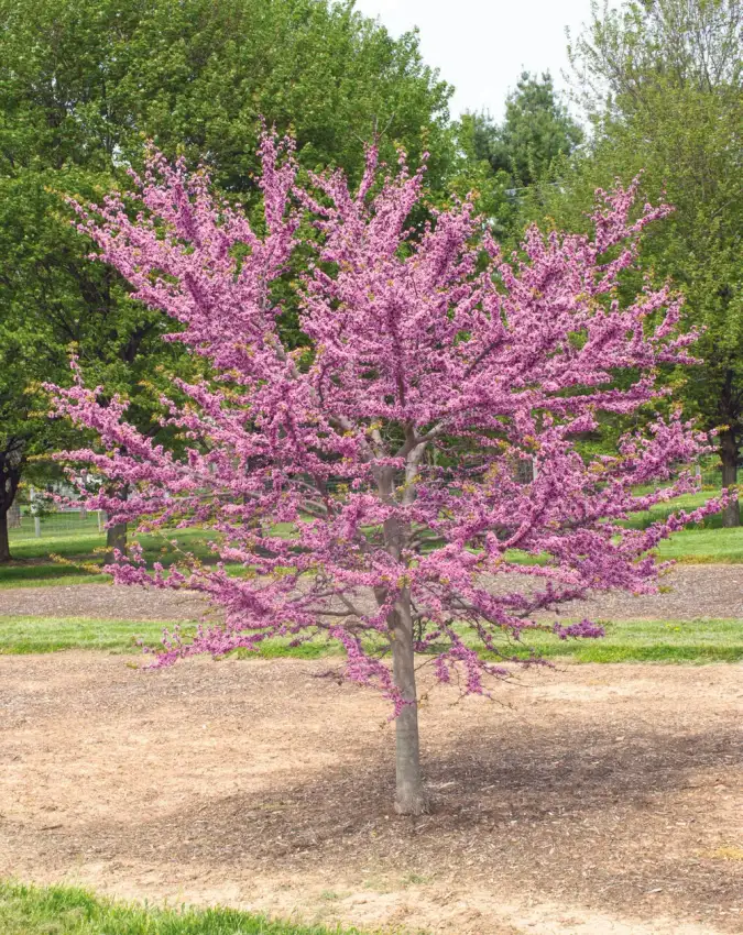 Garden Gems Emerald redbud covered in pink-purple spring flowers