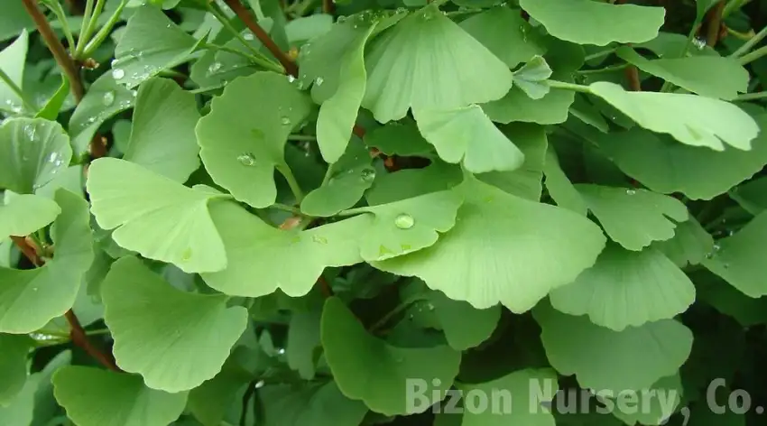 Chi-Chi ginkgo, Ginkgo biloba 'Chi-Chi'