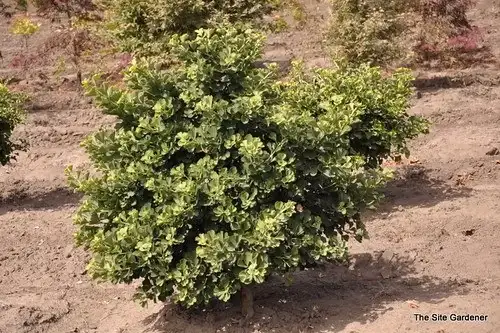 Jade Butterfly ginkgo, Ginkgo biloba 'Jade Butterfly'