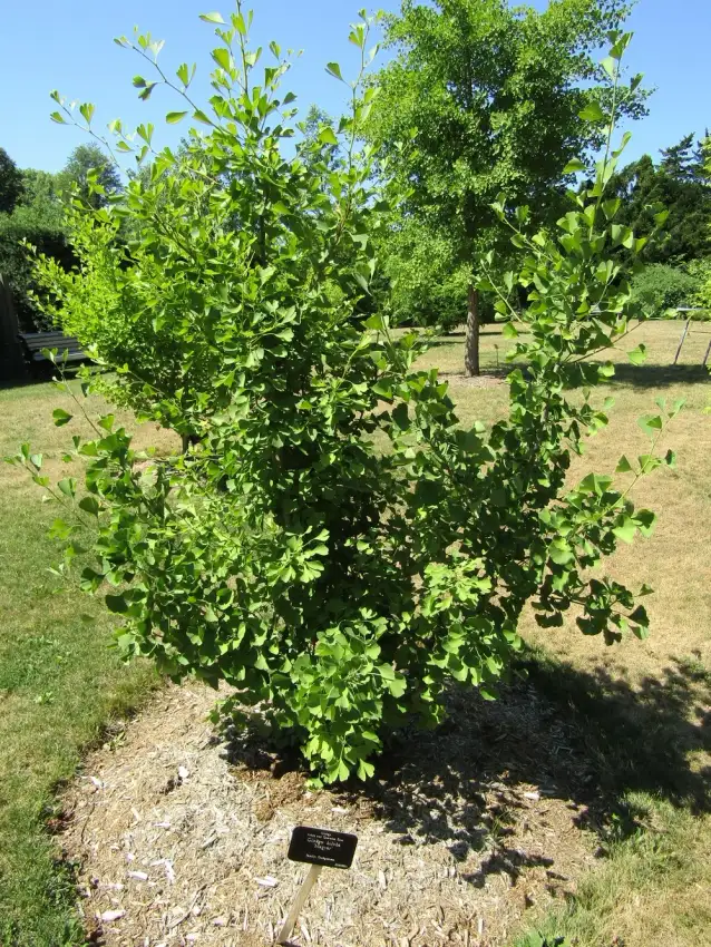 Magyar ginkgo, Ginkgo biloba 'Magyar'