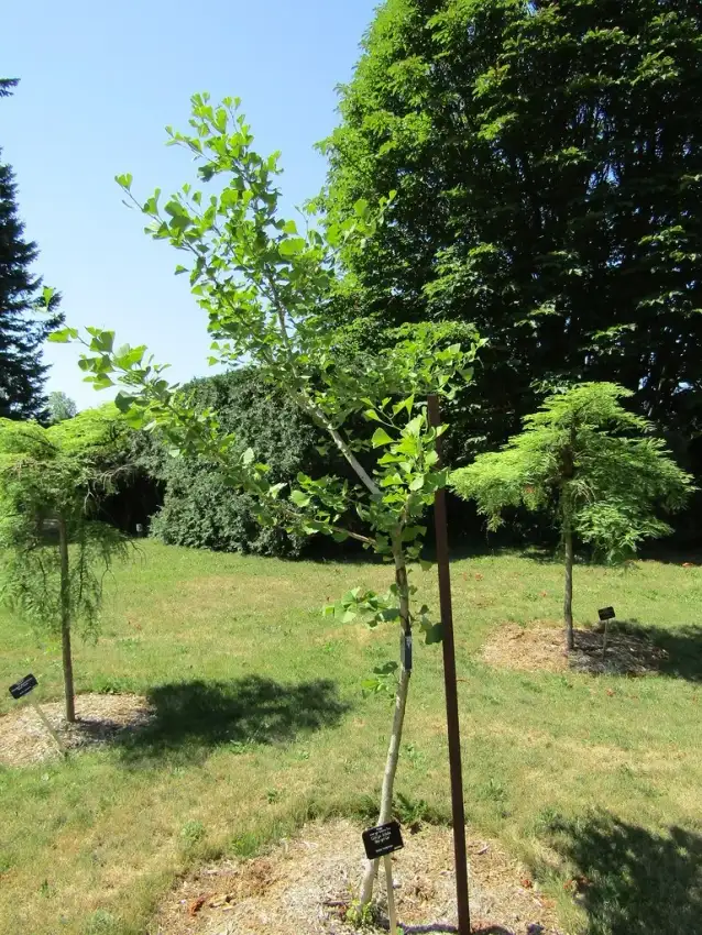 Shangri-La ginkgo, Ginkgo biloba 'Shangri-La'
