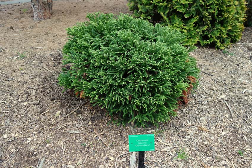Cryptomeria japonica 'Globosa Nana'