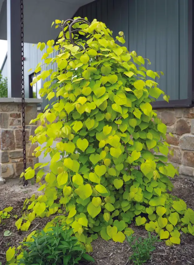 Golden Falls redbud with cascading golden heart-shaped foliage