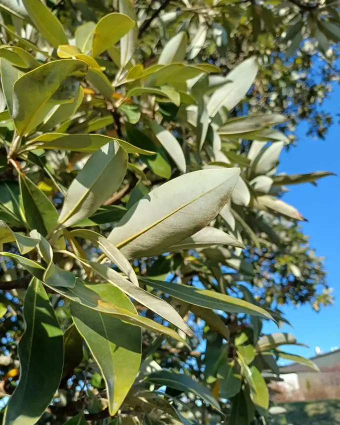 Green Shadow sweetbay magnolia foliage detail.