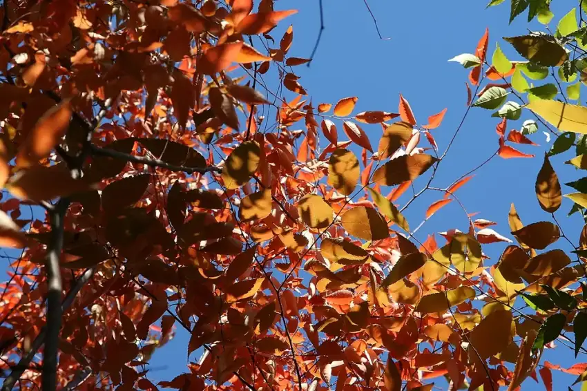 Autumn foliage of Green Vase Japanese zelkova