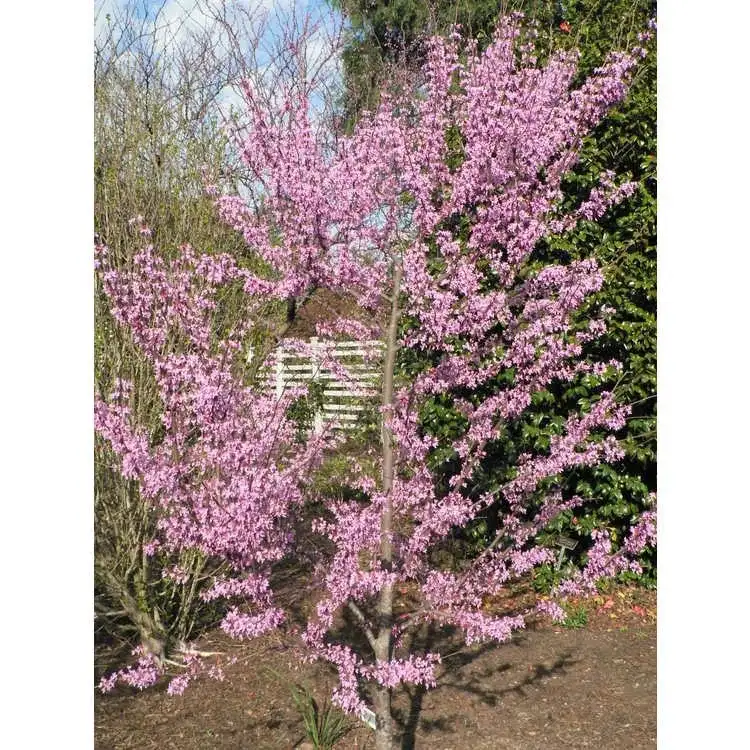Hearts of Gold redbud