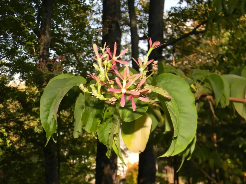 Heptacodium miconioides