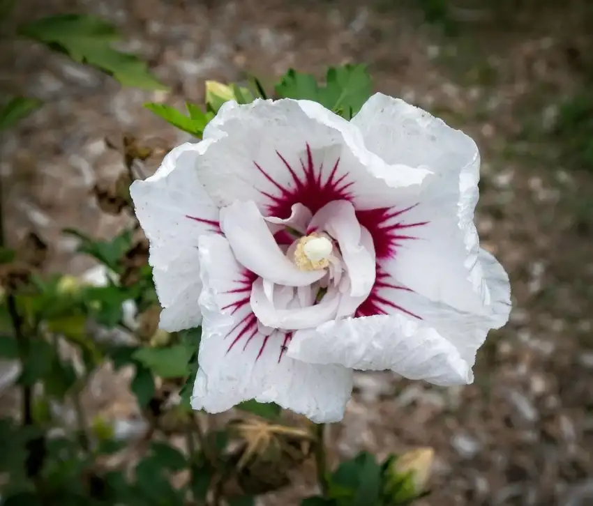 Bali rose of Sharon flower; the catalog plant is trained as a standard tree.