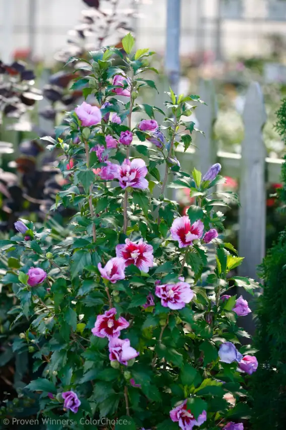 Purple Pillar® rose of Sharon in flower. Photo courtesy of Proven Winners.