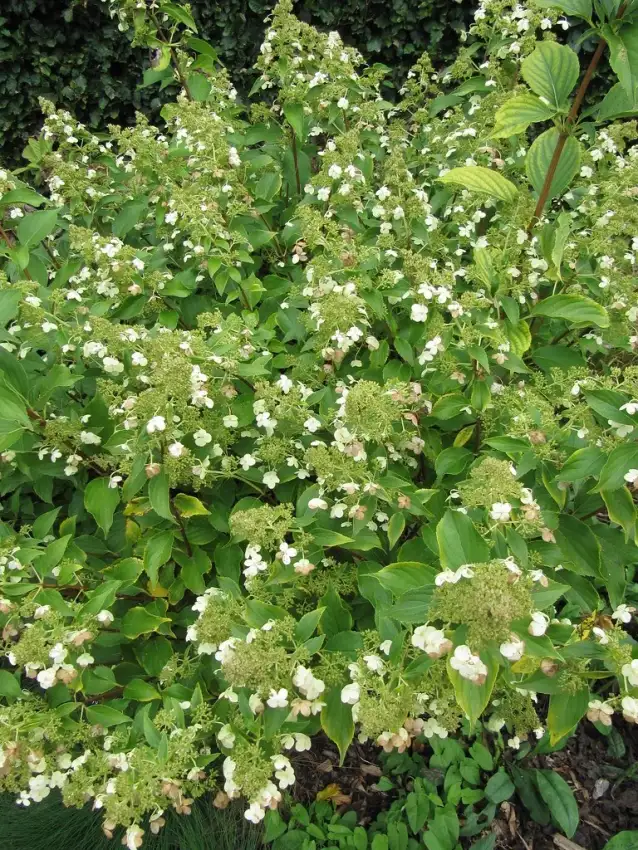 Kyushu hydrangea flowers; the catalog plant is trained as a standard tree.