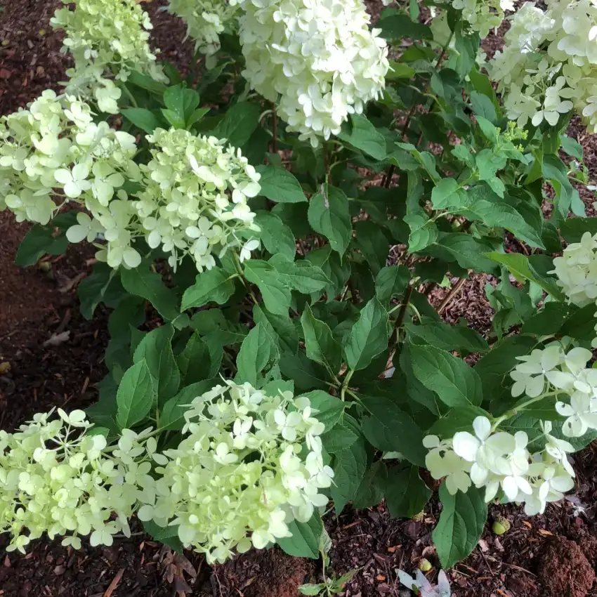 Limelight panicle hydrangea flowers