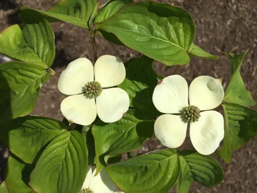 Hyperion hybrid dogwood bracts and foliage.