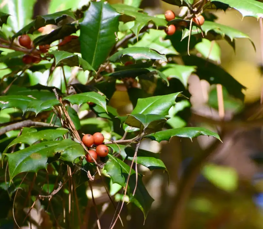 Leaves & Berries–November–Warren Co., NC
