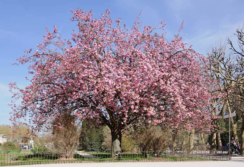 Kanzan flowering cherry covered with pink blossoms