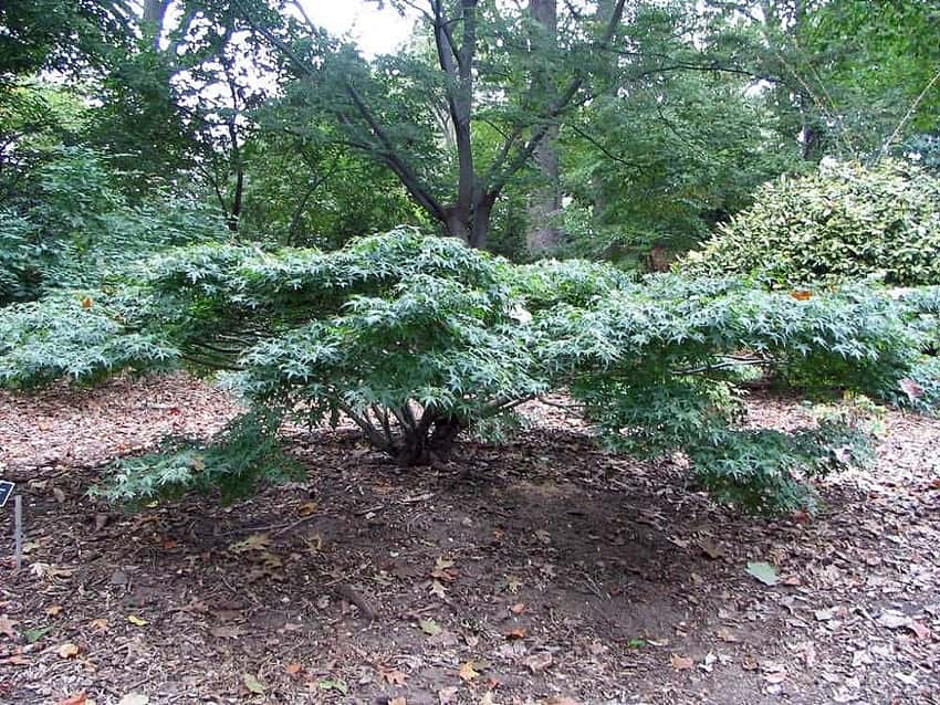 Low, spreading Acer palmatum 'Kiyohime' at the U.S. National Arboretum