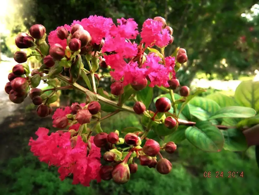 Dynamite crape myrtle, Lagerstroemia indica 'Whit II'