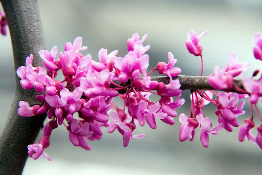 Bright pink spring blossoms along a branch of Lavender Twist weeping redbud.