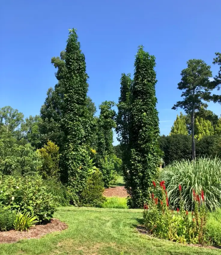 Form in a garden Aug. 12–Wake Co., NC