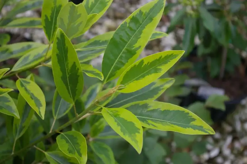 Mardi Gras sweetbay magnolia variegated foliage.