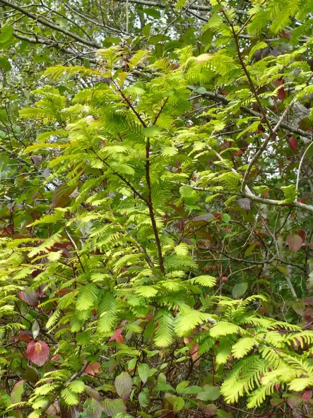 Amber Glow dawn redwood, Metasequoia glyptostroboides 'WAH-08AG'