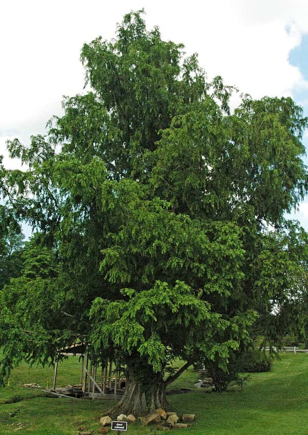 Mature dawn redwood tree with broad green crown at Dawes Arboretum.