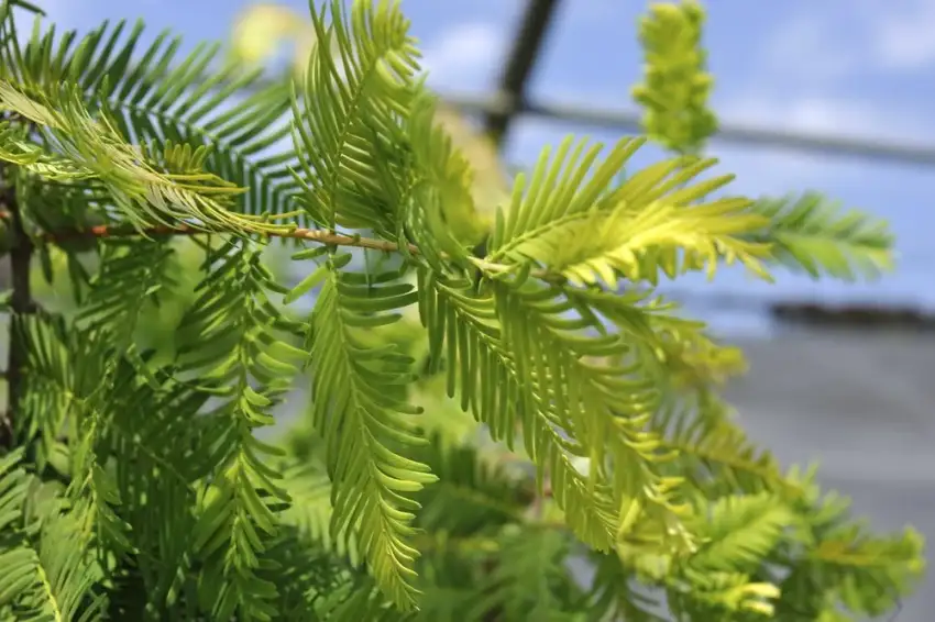 Gold Rush dawn redwood, Metasequoia glyptostroboides 'Gold Rush'