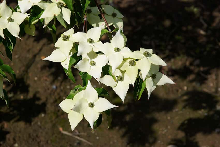 Milky Way kousa dogwood