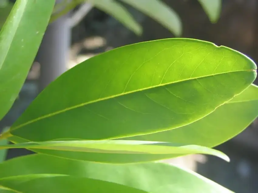 Moonglow sweetbay magnolia foliage detail.