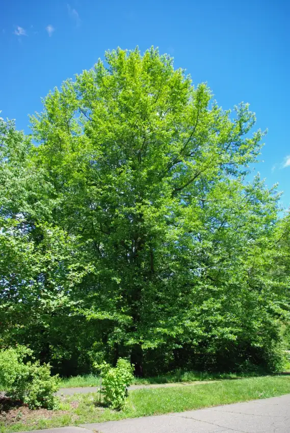 Black gum tree at the Arnold Arboretum